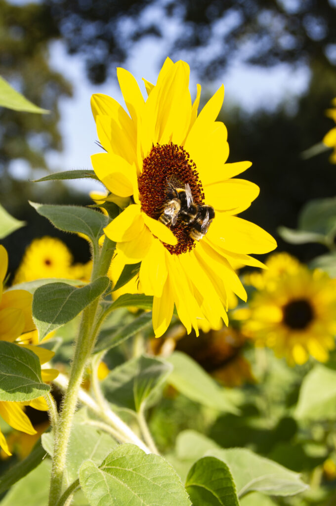 Drei Bienen auf einer Sonnenblume.