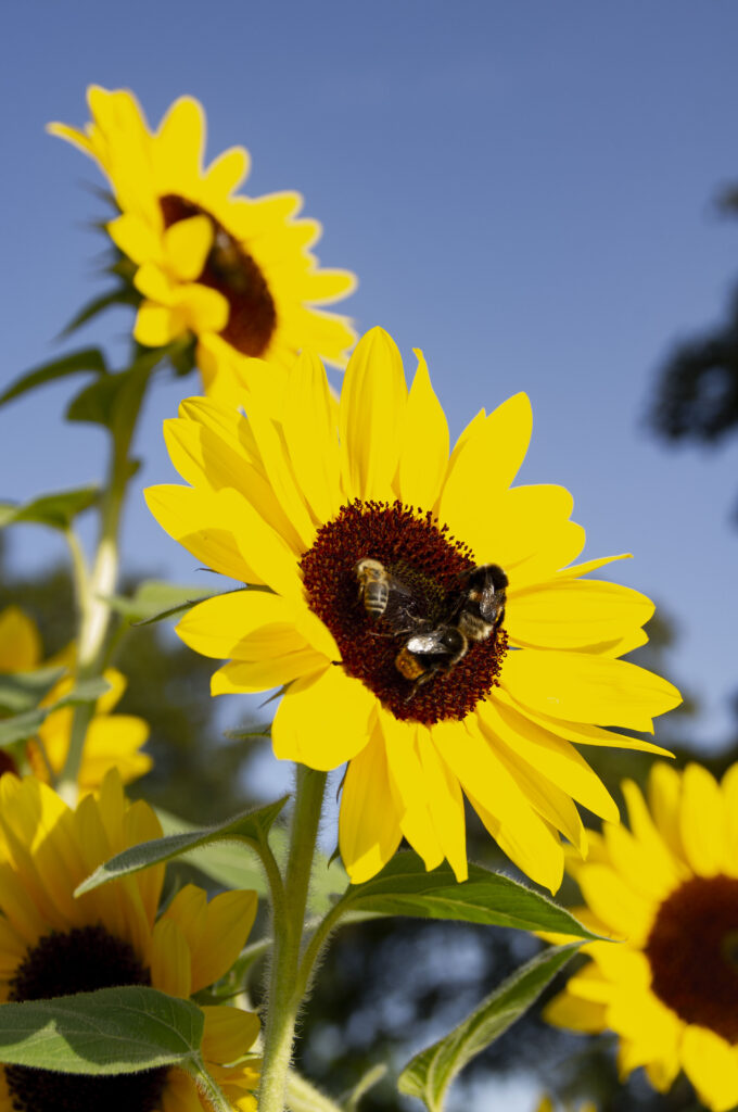 Drei Bienen auf einer Sonnenblume.