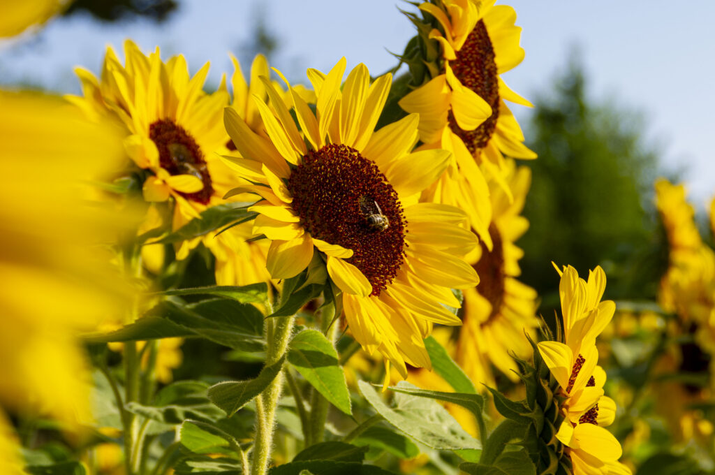 Eine Nahaufnahme von einer Biene auf einer Sonnenblume.