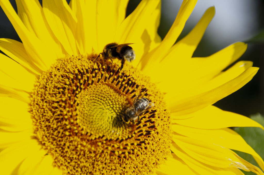 Eine Detailaufnahme von zwei Bienen auf einer Sonnenblume.